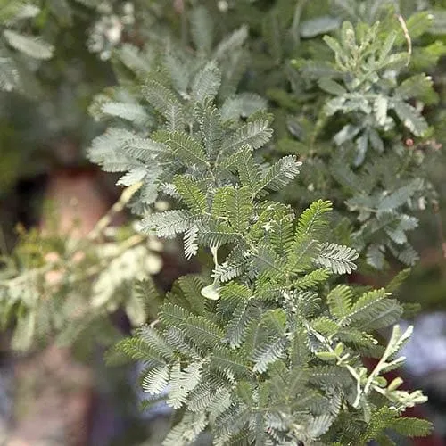 Acacia baileyana Purpurea