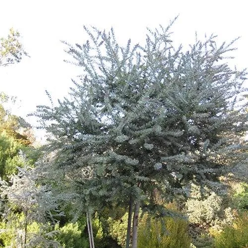 Acacia baileyana Purpurea