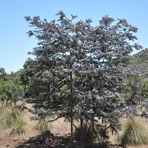 Acacia baileyana Purpurea