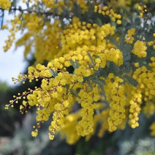 Acacia baileyana Purpurea