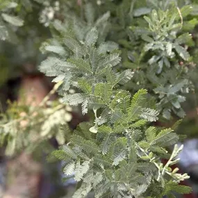 Acacia baileyana Purpurea