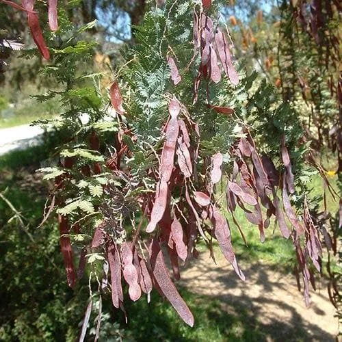 Acacia baileyana Purpurea