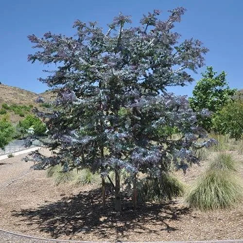 Acacia baileyana Purpurea